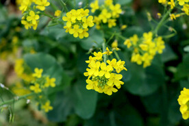 油菜花