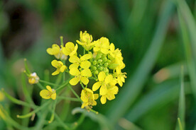 油菜花