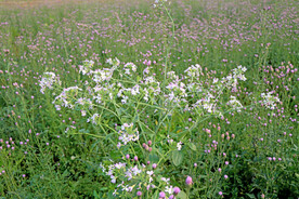 萝卜菜花