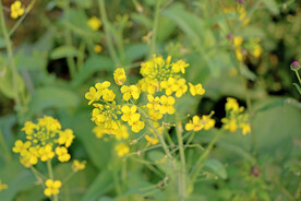 油菜花