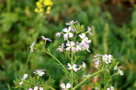 萝卜菜花