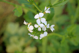 萝卜菜花
