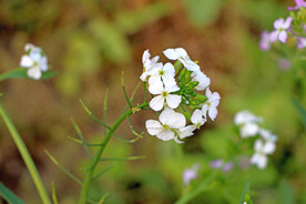 萝卜菜花