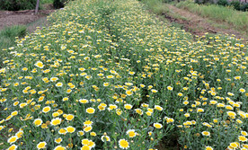 茼蒿花