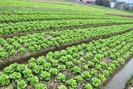 生菜种植