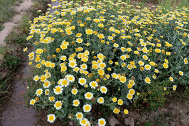 茼蒿花