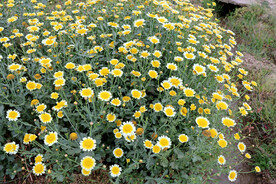 茼蒿花