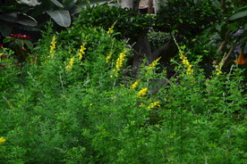 金雀花  