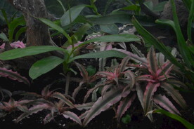 观叶花草  