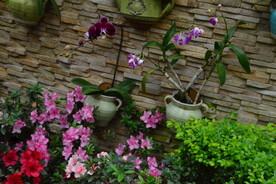 温室花草风景 