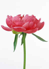 芍药