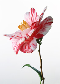山茶