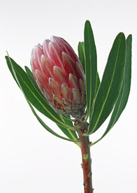 帝王花
