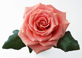 月季花