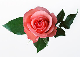 月季花
