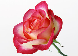 月季花