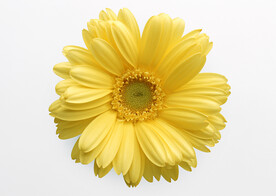 杭菊