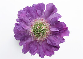 蓝盆花