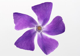 蔓长春花