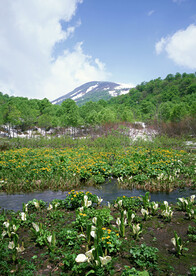 远山树林
