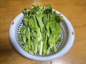 白菜苔花