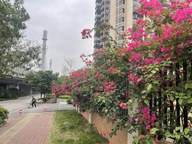 叶子花美景