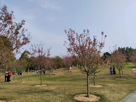 公园景物