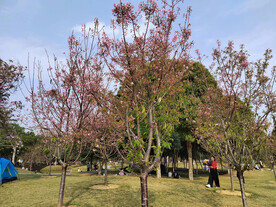 桃花树