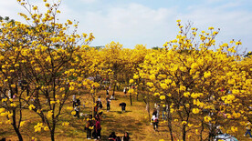 风铃花花海