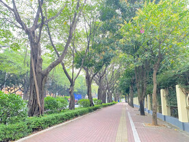 树木风景