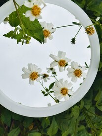 小雏菊