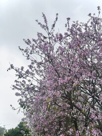紫荆花