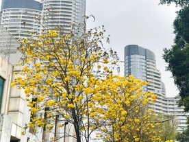 黄花风铃木