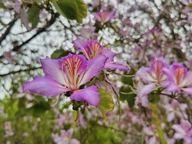 紫荆花