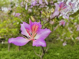 紫荆花