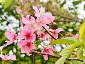 樱花