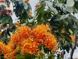 无忧花