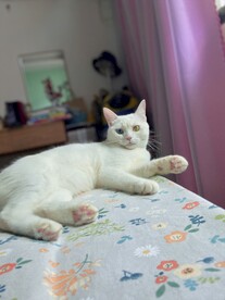 异瞳白猫