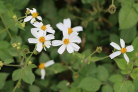 野菊花