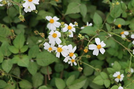 野菊花