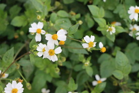 野菊花