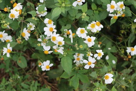 野菊花