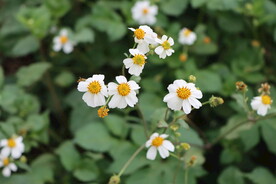 野菊花