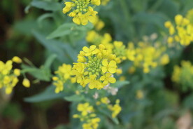 黄菜花