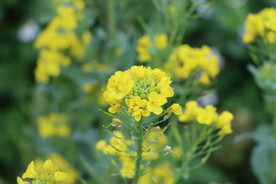 黄菜花