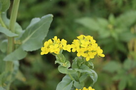 黄菜花