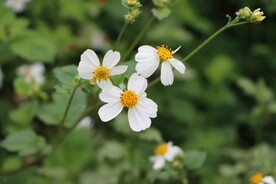野菊花