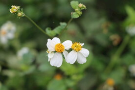 野菊花