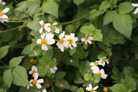 野菊花
