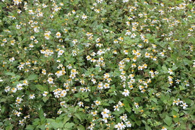 野菊花